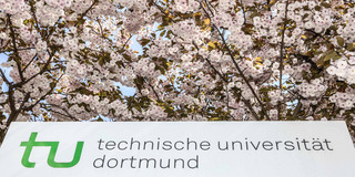 TU im Frühling_05 Eine Informationssäule der TU Dortmund umgeben von blühenden Kirschblüten.